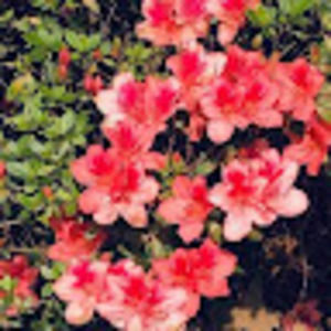 Meet your Posher, Charleston